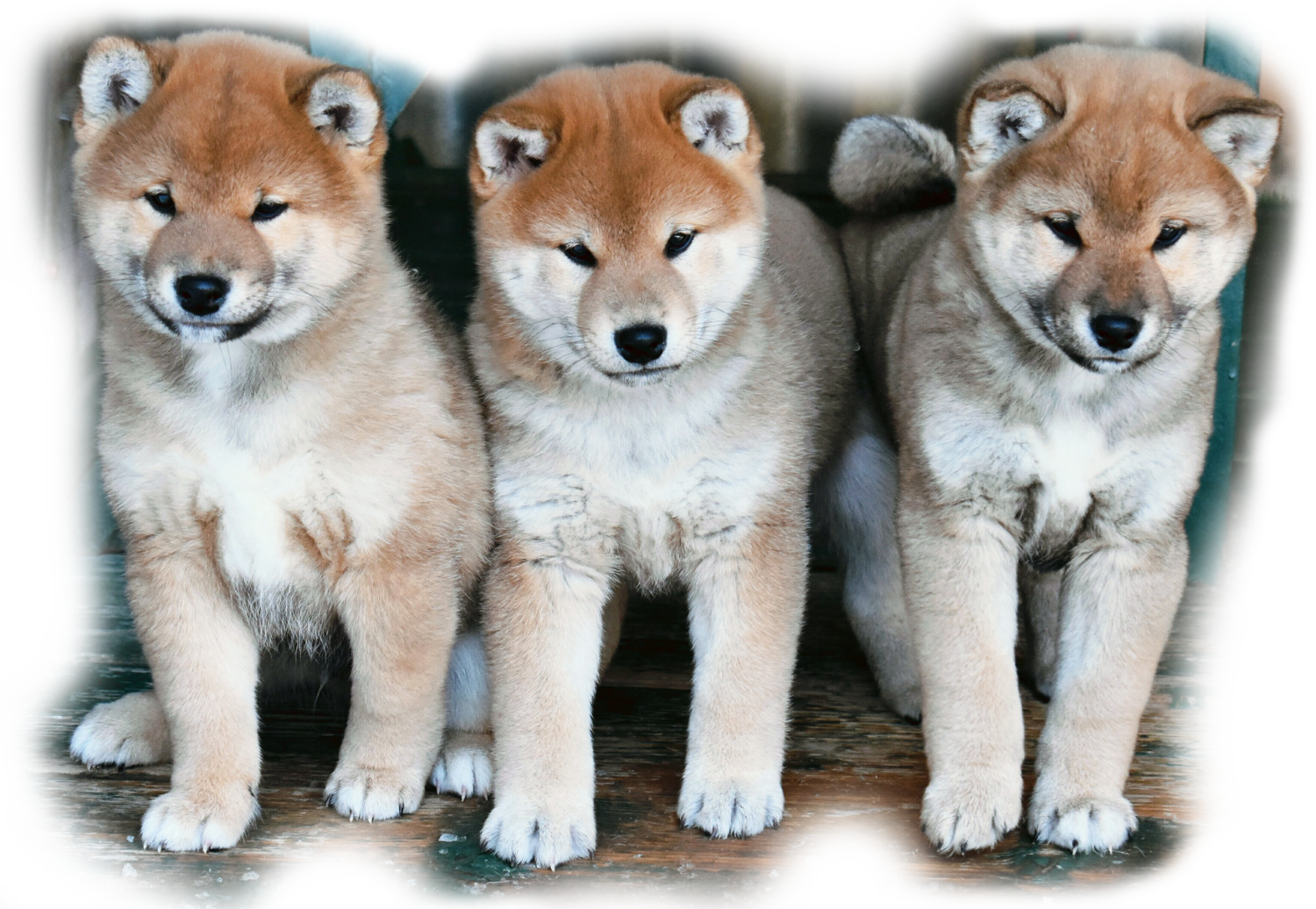 Shiba