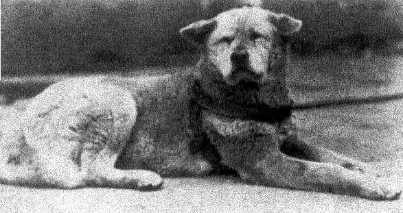 Hachiko
