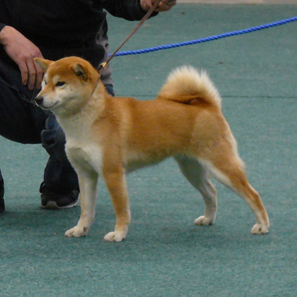 Akihime Go Shun'You Kensha